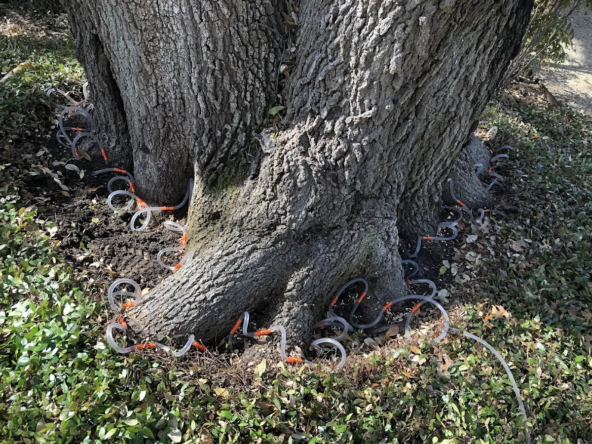 Detailed Tree Cabling and Bracing job site in Bexar