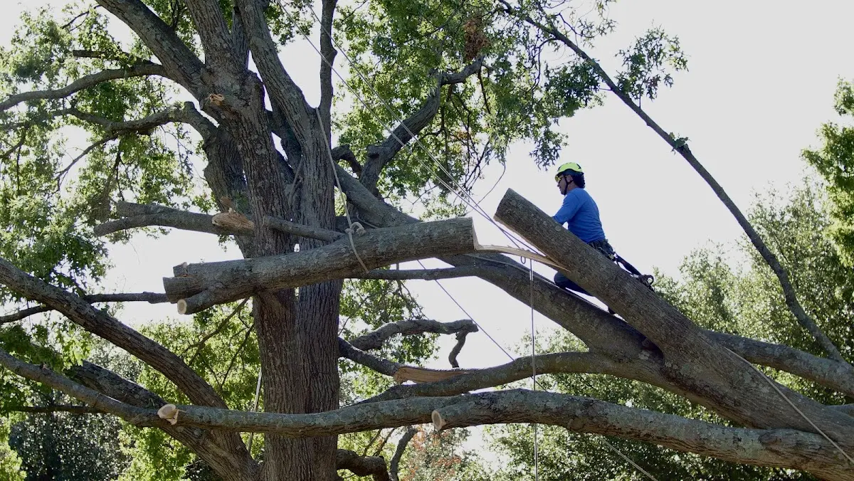 Professional Crown Thinning performed by certified arborists in Bexar